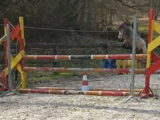 AKARI DES GENETS CONNEMARA 2 ANS /1
