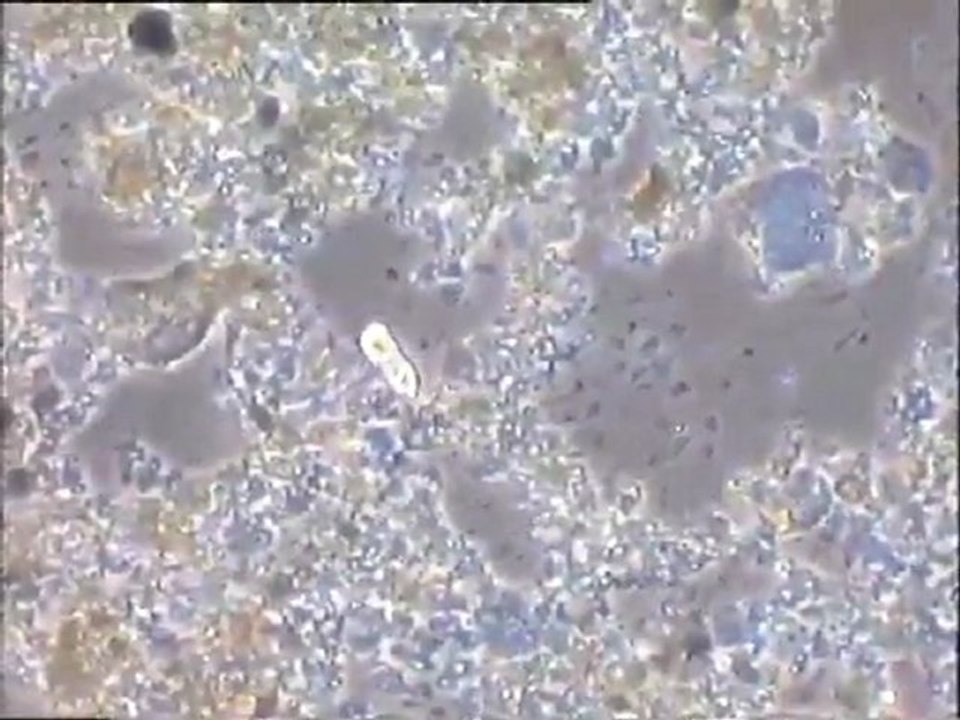 Examen d'un effluent vinicole (derniers prélèvements sur un effluent en fin de traitement pour les mauvaises odeurs)