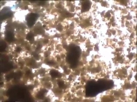 Examen des fibres du support des biomasses d'un effluent vinicole à la binoculaire