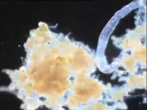 Examen de la microfaune d’une boue âgée contenant des vers oligochètes et des tardigrades