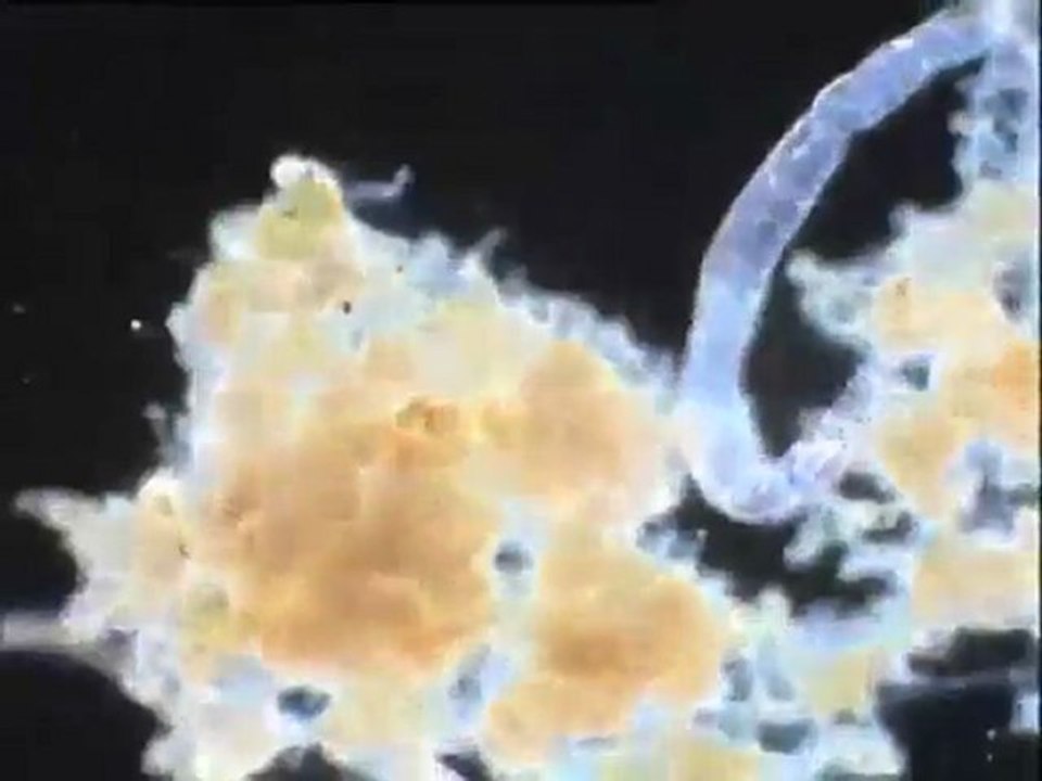 Examen de la microfaune d’une boue âgée contenant des vers oligochètes et des tardigrades