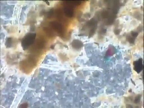 Examen d'un rejet de Densadeg de site UPM (station d'épuration d'effluent de papeterie) à la binoculaire