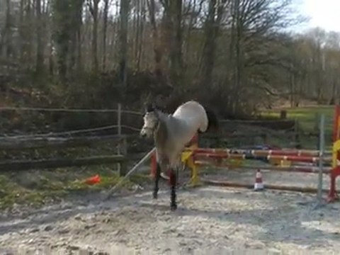 AKARI DES GENETS CONNEMARA 2 ANS /2