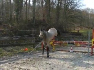 AKARI DES GENETS CONNEMARA 2 ANS /2