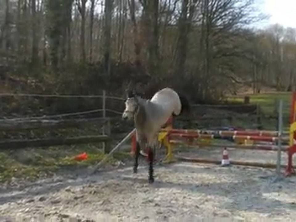 AKARI DES GENETS CONNEMARA 2 ANS /2