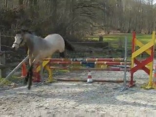 AKARI DES GENETS CONNEMARA 2 ANS /3