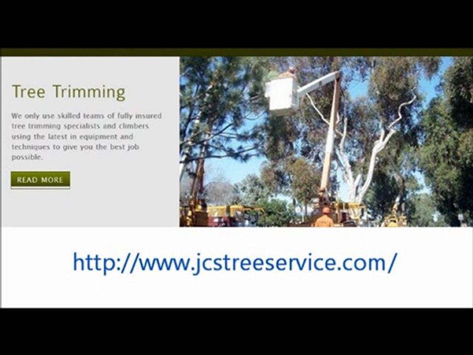 Looking professional Austin Tree Services,Austin Tree Trimming & Tree Removal