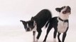 Salon Chiens Chats - Une annonce qui a du chien...et du chat !