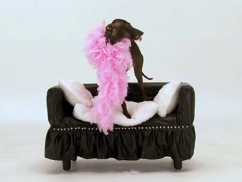 Salon Chiens Chats - Ce sera moi la plus belle les 14 et 15 avril !