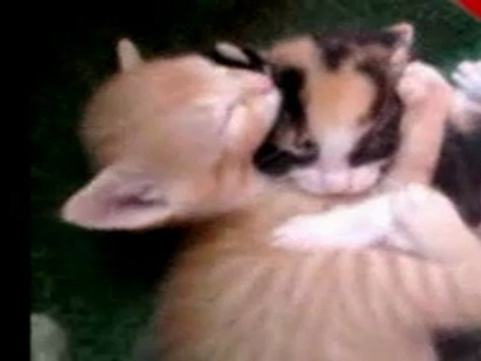LES CHATONS EN ACTION
