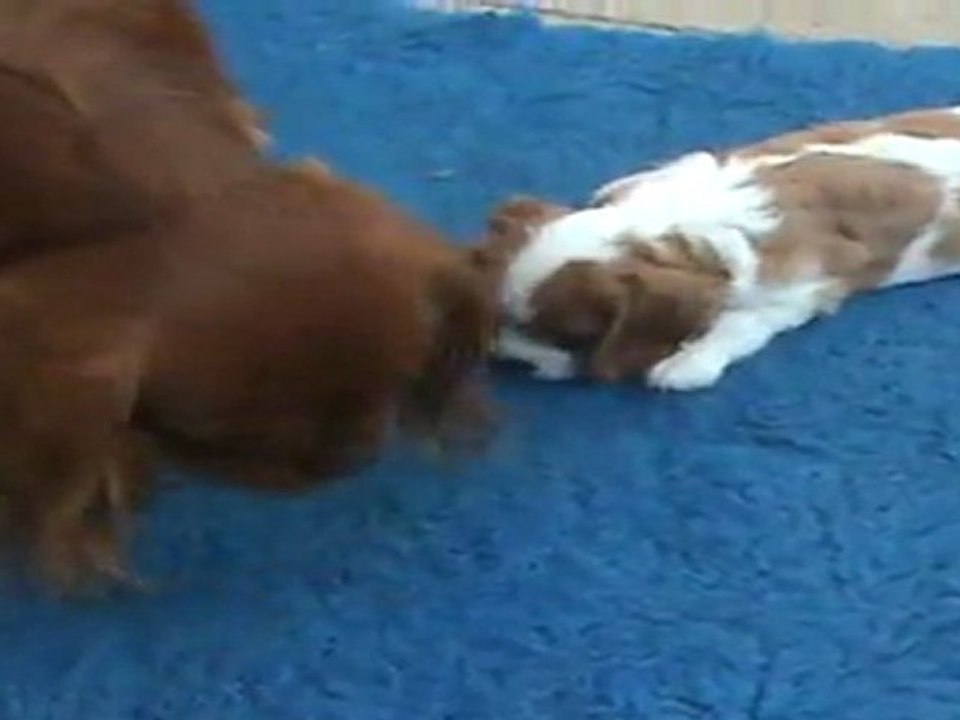 Hello Dolly & Diane