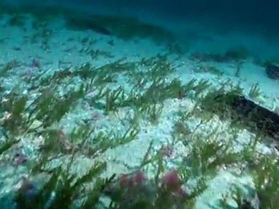 plongée avec les alevins