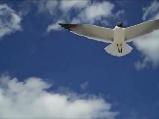 "Johanne's Theme" Sentimental Piano Storie's,Patrick Stafford Movie-Clip Full HD 1080p