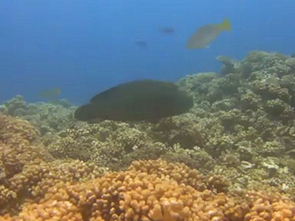 Fakarava
