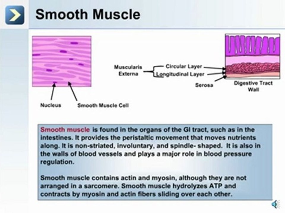 Tissues of the Human Body - What is Physiology