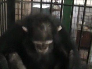 Особенности зоопарковского чаепития