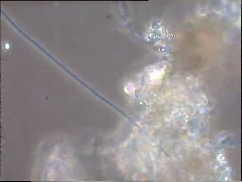 Examen de deux biomasses contenant des fibres