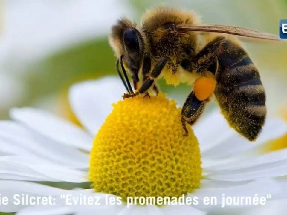 Pollution et pollen, le cocktail explosif