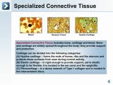 Tissues of the Human Body - What is Connective Tissue?