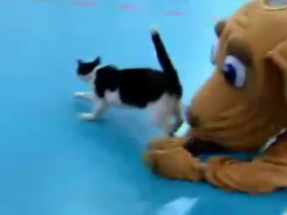 Duel entre chien et chat sur un parquet de basket