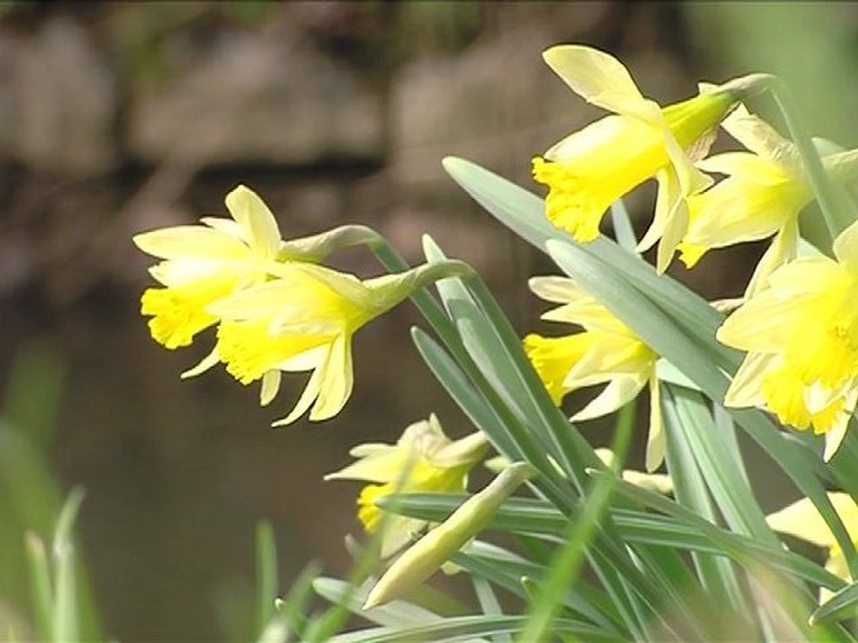 Une balade en Avesnois