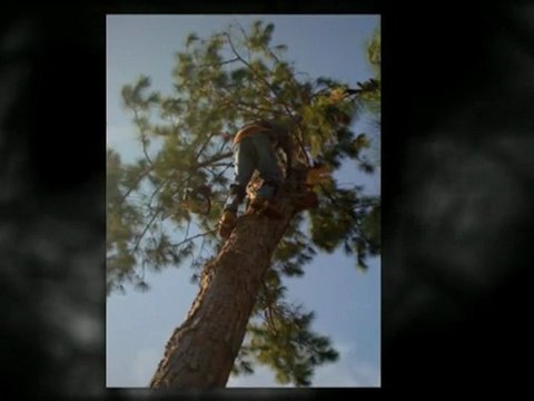 Tree Service Orlando Florida - 407-209-8531