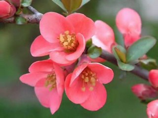 PEKCAN TERECİ NAZLI NAZLI