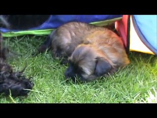 Puppies Jomo & Drong, 4 weeks first time in the garden part 2