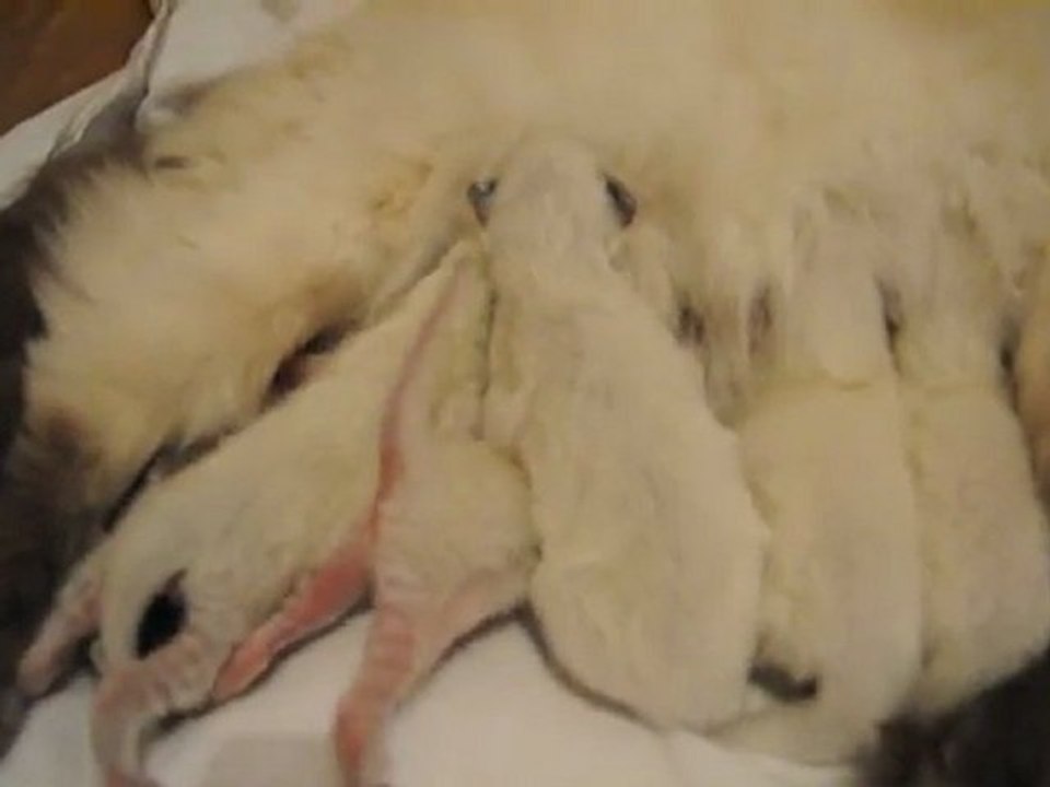 Maman Ragdoll et ses petits