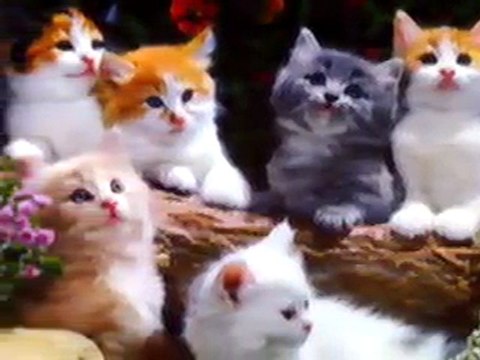 Cengiz Kurtoglu - Askimsin Sen