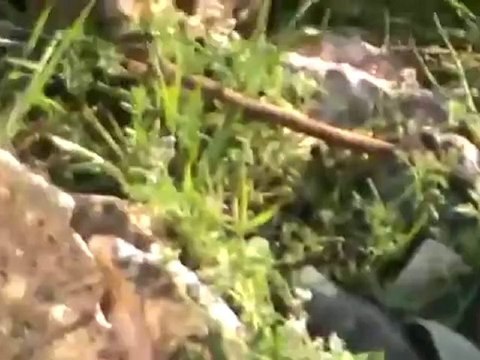 فري برس ادلب من وسائل الإجرام الأسدي في قرية دير سنبل بجبل الزاوية ـ إستخدام الشيلكا ال23 5 م ط لضرب الأهالي 27 3 2012