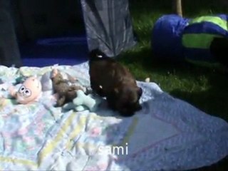 Puppies Jomo first time in the garden part 1