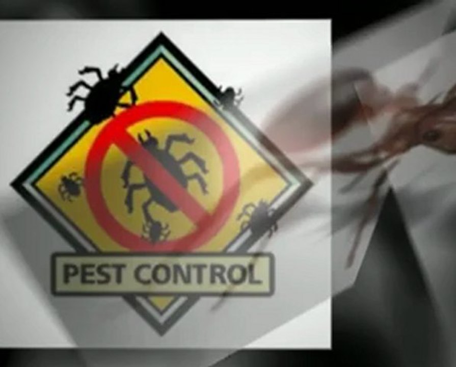 AAA Oak Tree Termite