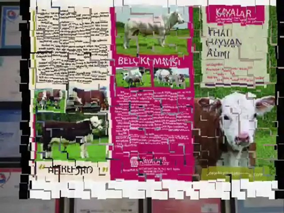 Satılık İthal Hayvan Satılık İthal Hayvan Temini Satılık Gebe Düve