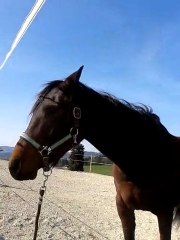 Mon loulou en forme 2