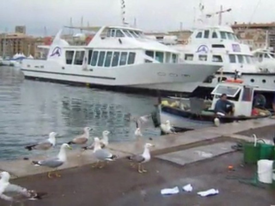 Les gabians de Marseille