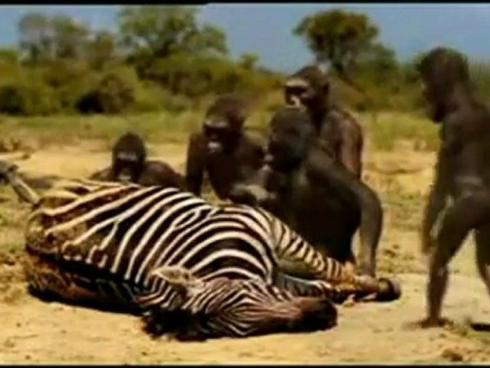 Australopithecus & Alimentación