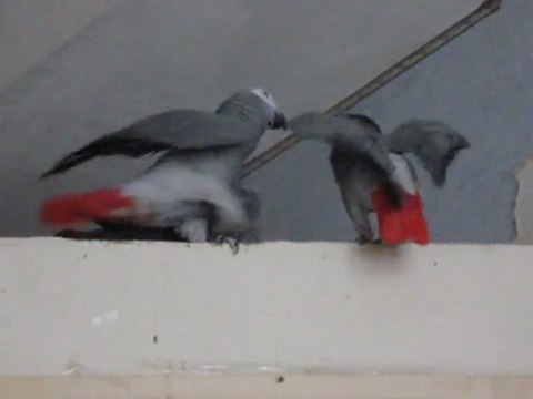 жако Мишель и Вова тренируются