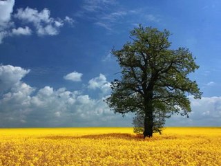 La légende des arbres - Yves Duteil