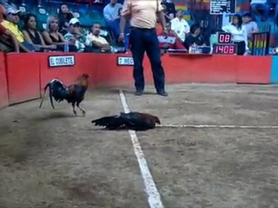 Segunda Pelea Palenque EMA