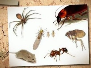 Looking for Pest Control Call JLV Pest Control