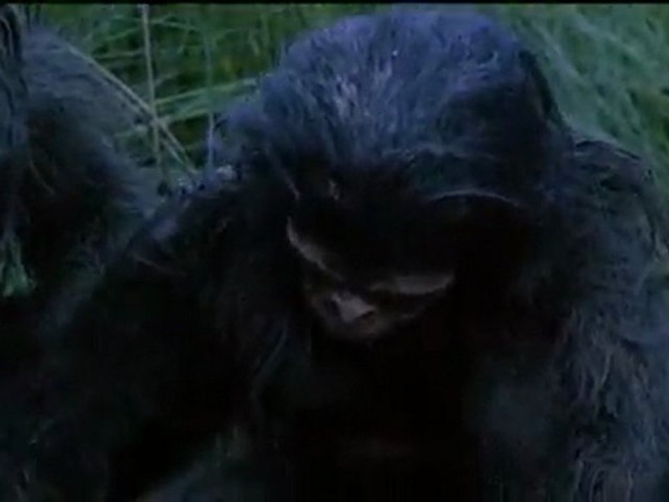 3 000 000 AC Homo Habilis