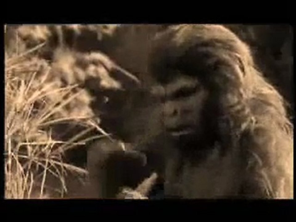 Homo habilis...