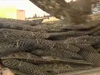 Déménagement des huîtres de Dumbéa