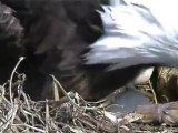 Decorah Eagles 1st Hatch Of The 2012 Season