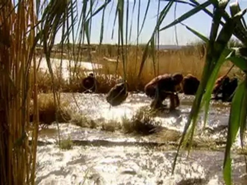 Im Reich der Urmenschen 1 Vorläufer oder Blutbrüder 4v4 Video