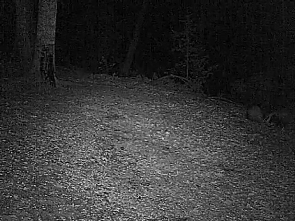 saillie de blaireaux