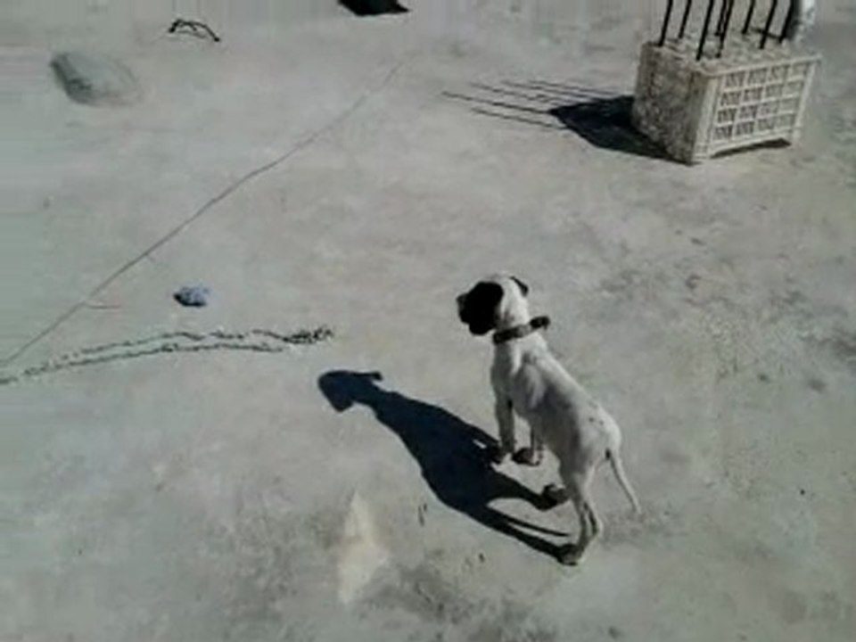 ares ferma video