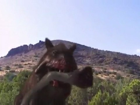 Vor 38 bis 19 Millionen Jahren - Prehistoric Predators_ Killer Pig Part 2