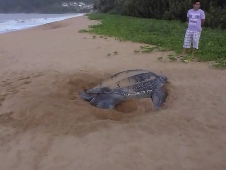 Tortue Luth